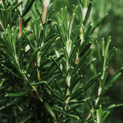 Harmony's Essential Oils - Rosemary